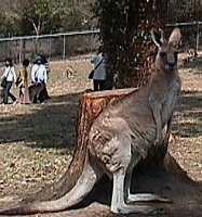 Kangaroo.