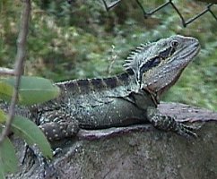 Lizard