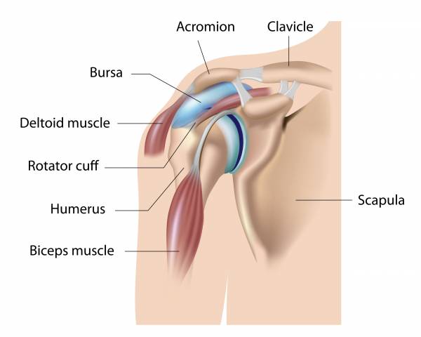 Shoulder image 1
